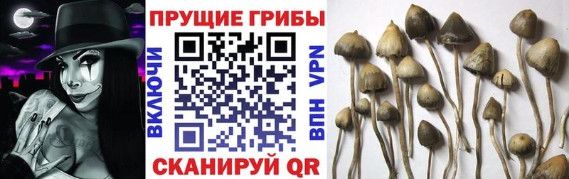 Псилоцибиновые грибы прущие грибы продажа наркотиков Кирс